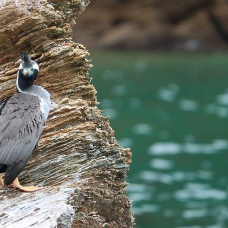  في جزيرة موتوارا