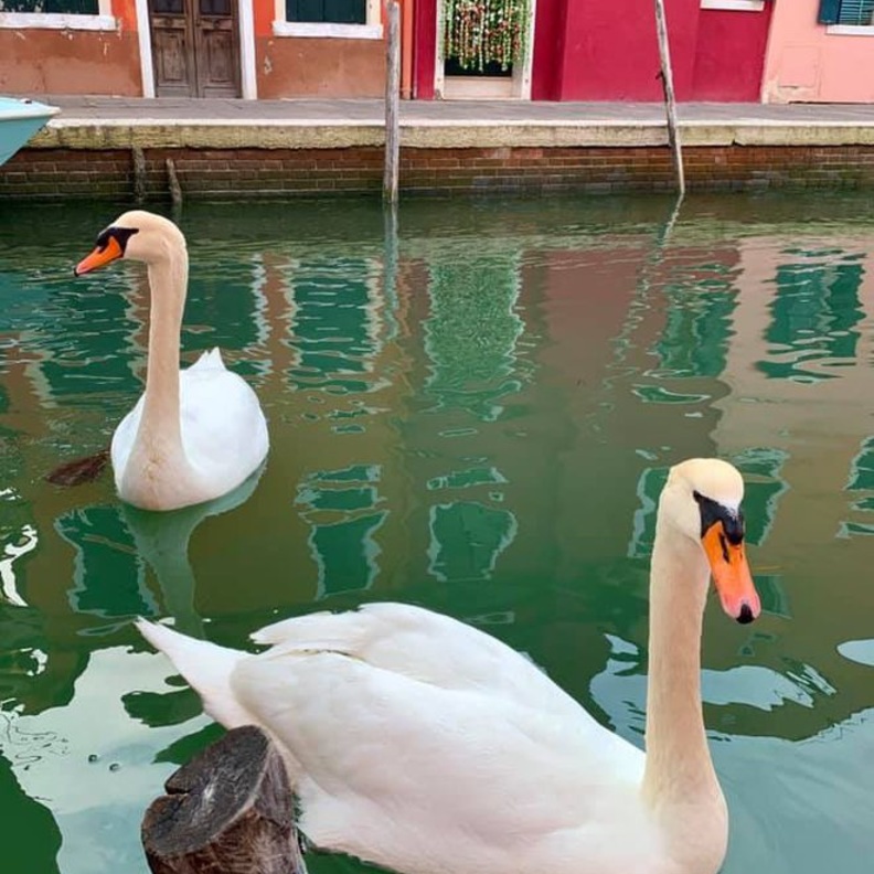 حيوانات تتجول في مدن العالم اثناء الحجر الصحي