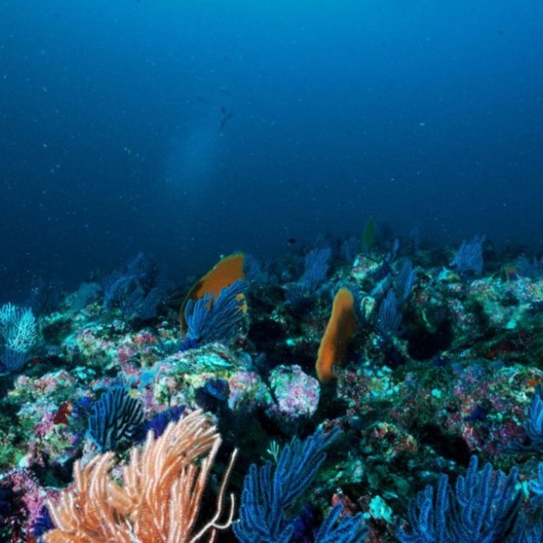 Francisco Jess Navarro Hernndez