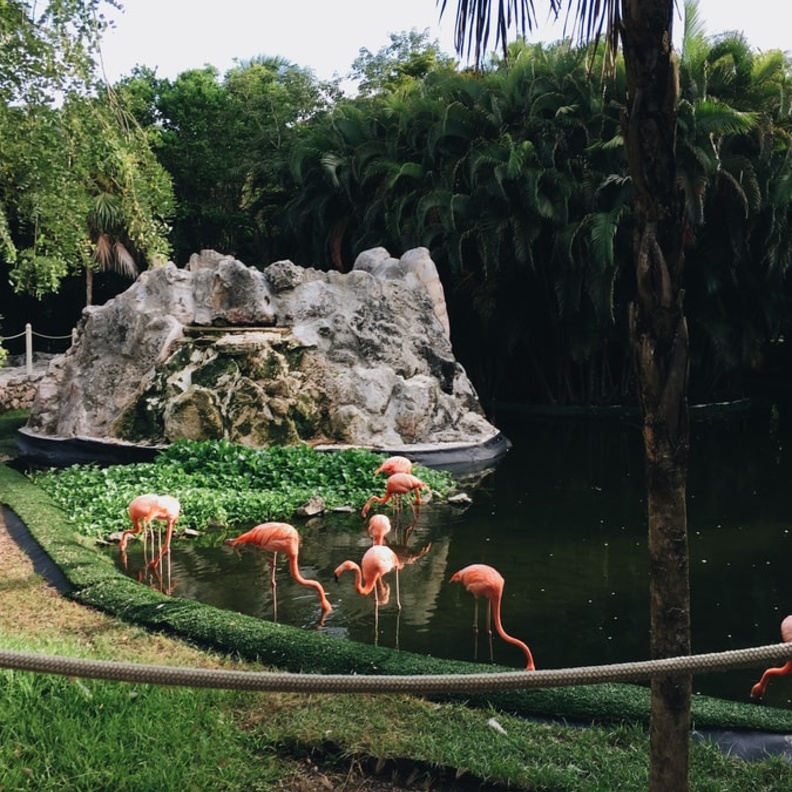 حديقة حيوان أرتيس رويال Artis Royal Zoo بواسطة Ana San Juan