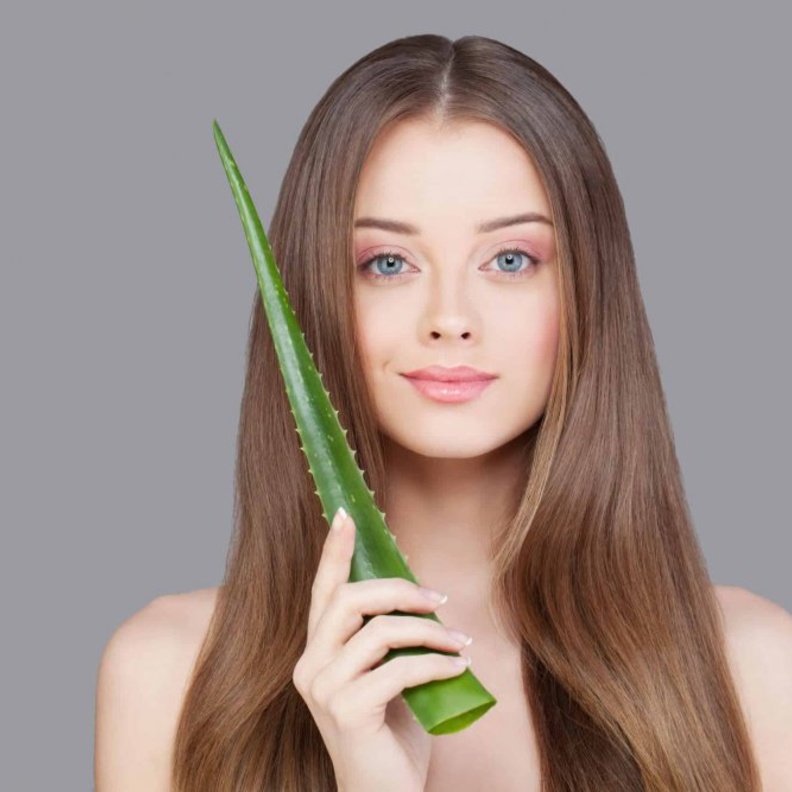  يحتوي الالوفيرا على مجموعة من الأحماض الأمينيّة التي تعطي الشعر البروتينات لنموّه وتنعيم الشعر