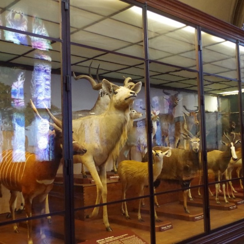 متحف التاريخ الطبيعي بواسطة Ajale