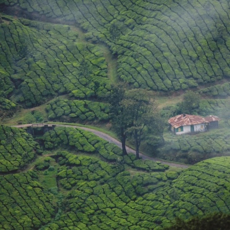  مونار Munnar، ولاية كيرالا بواسطة Dream Holidays