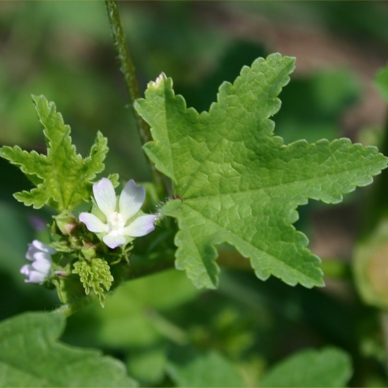 تمتاز الخبيزة بفوائد صحية عديدة