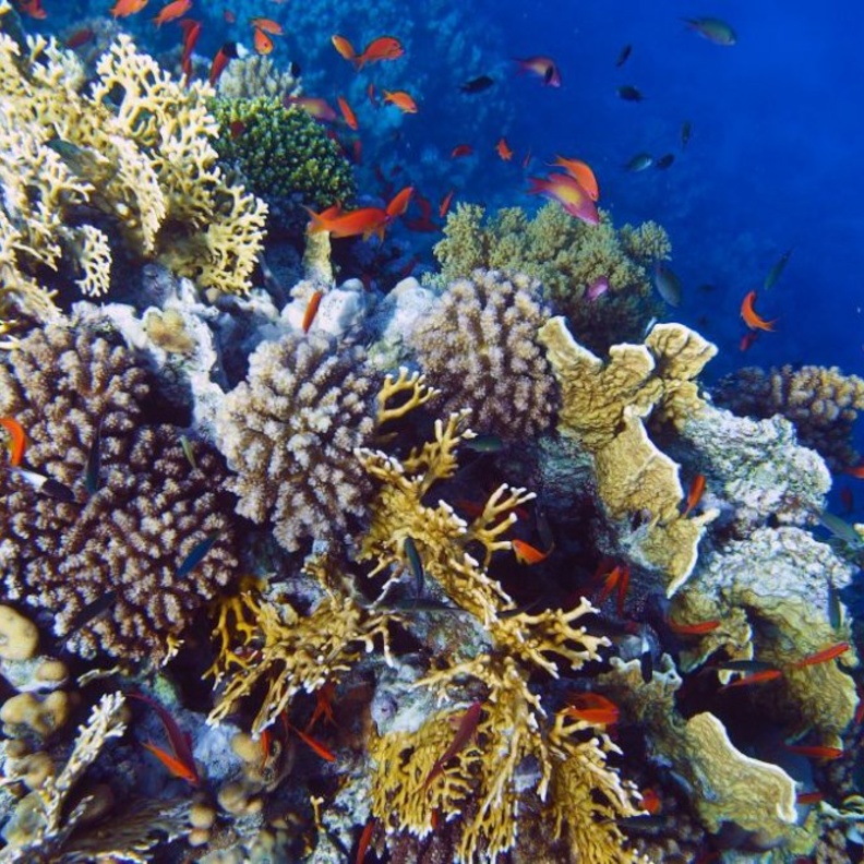 الشعاب المرجانية في أملج