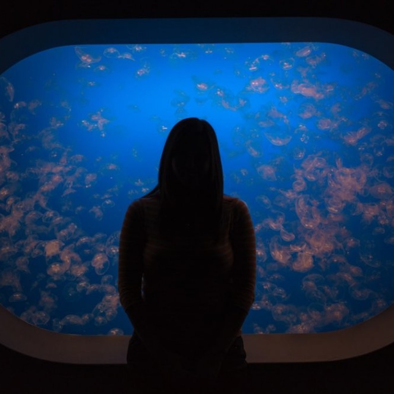 أكواريوم خليج مونتيري Monterey Bay Aquarium (1,2 مليون جالون) بواسطة Michal Pechardo