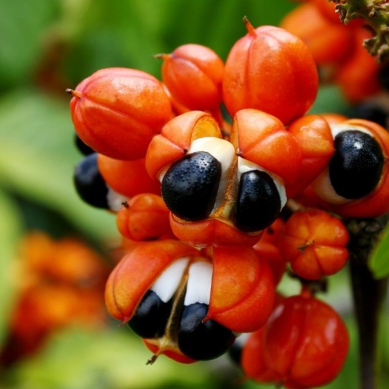  فوائد نبات الجوارانا الصحية