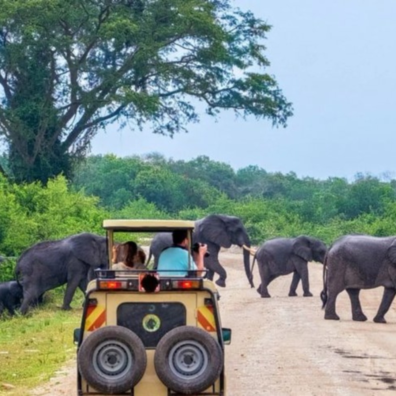 حديقة يالا الوطنية Yala National Park