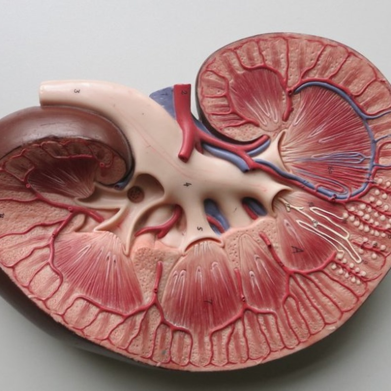 4 نصائح تضمن سلامة الكلى من الأمراض المزمنة