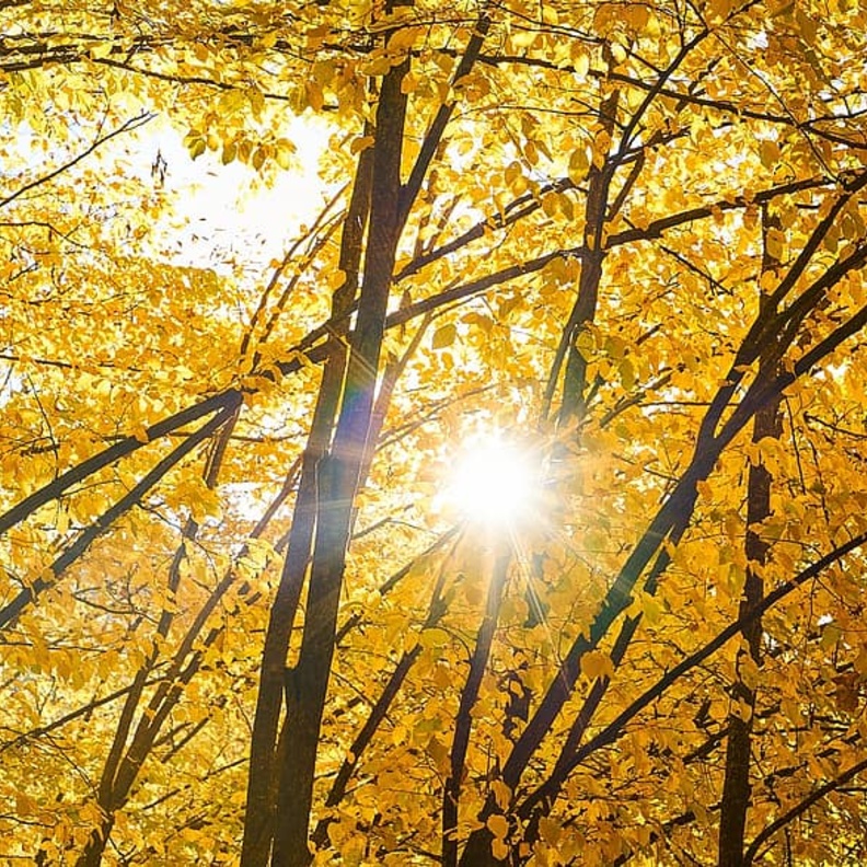 فصل الخريف يبدأ فلكيا يوم الثلاثاء 22 سبتمبر 2020 