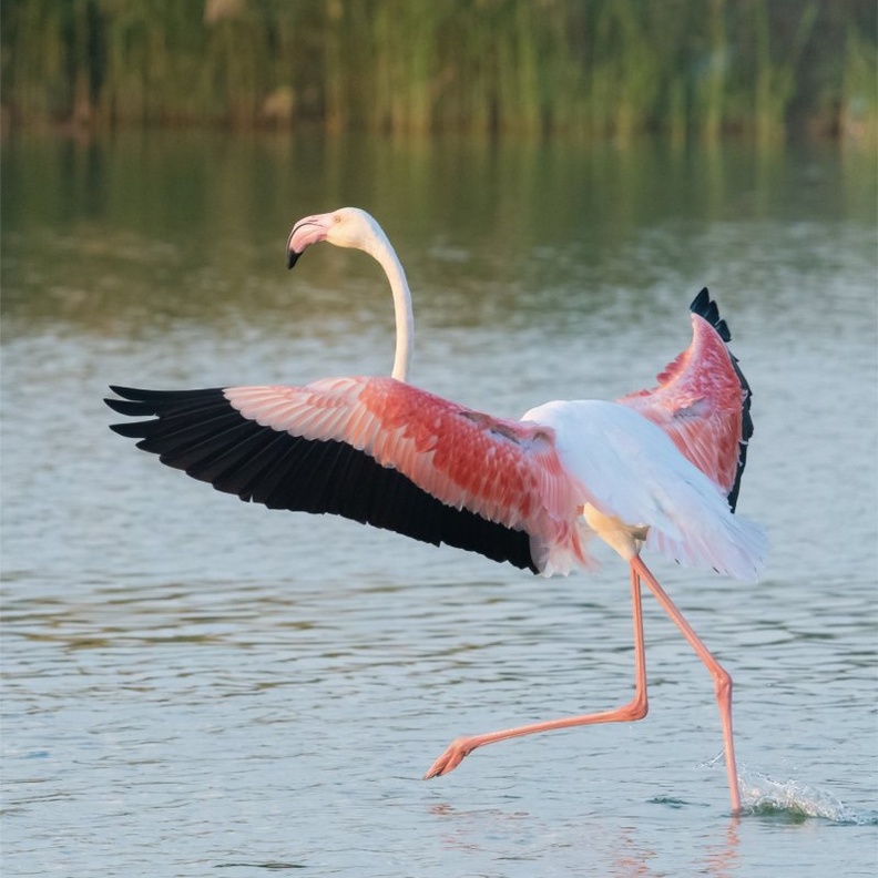 تزايد طيور الفلامنجو بمحمية الوثبة في أبوظبي