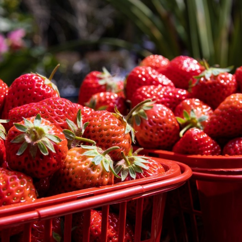 فوائد الفراولة وأضرارها لمرضى السكري