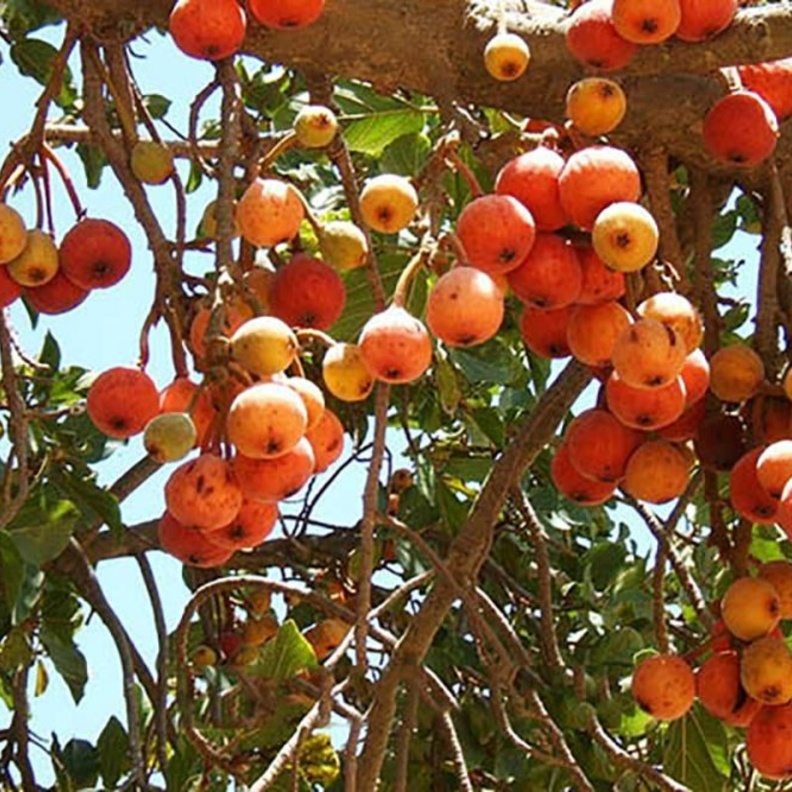 ماهي فاكهة الجميز وما فوائدها الصحية