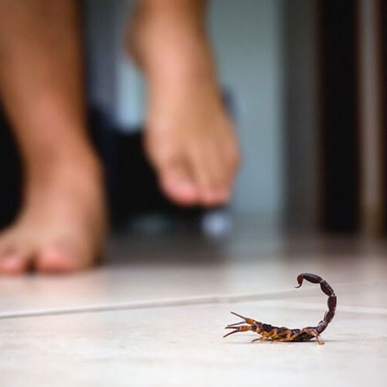  ماهي الاسعافات الاولية للدغة العقرب