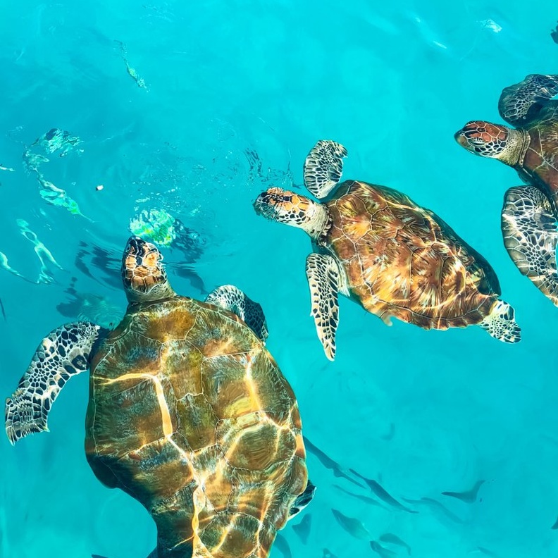 الحياة البحرية في جزيرة بايار بواسطة Nazarizal Mohammad