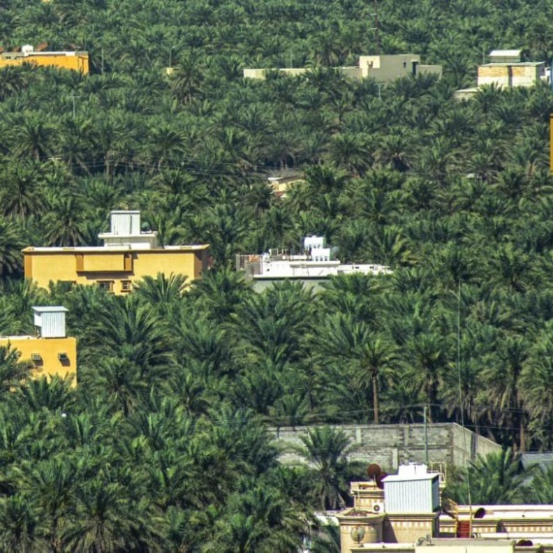  تسجيل واحة الأحساء أكبر واحة في العالم بموسوعة غينيس