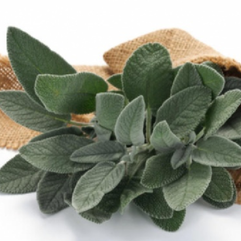 فوائد الميرمية للقولون العصبي وطريقة استخدامها