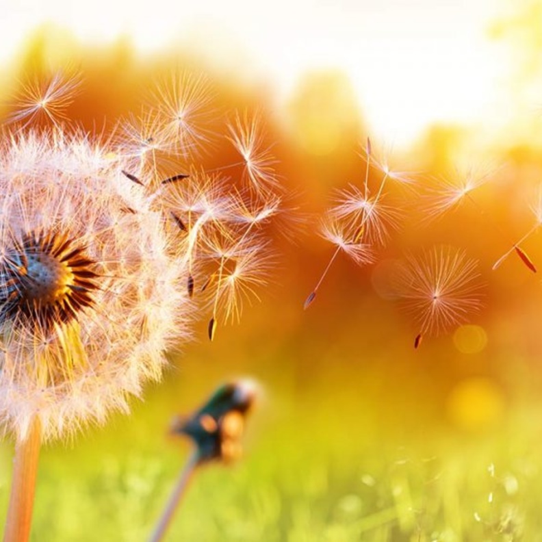 حبوب اللقاح وتأثيرها على الإصابة بكورونا