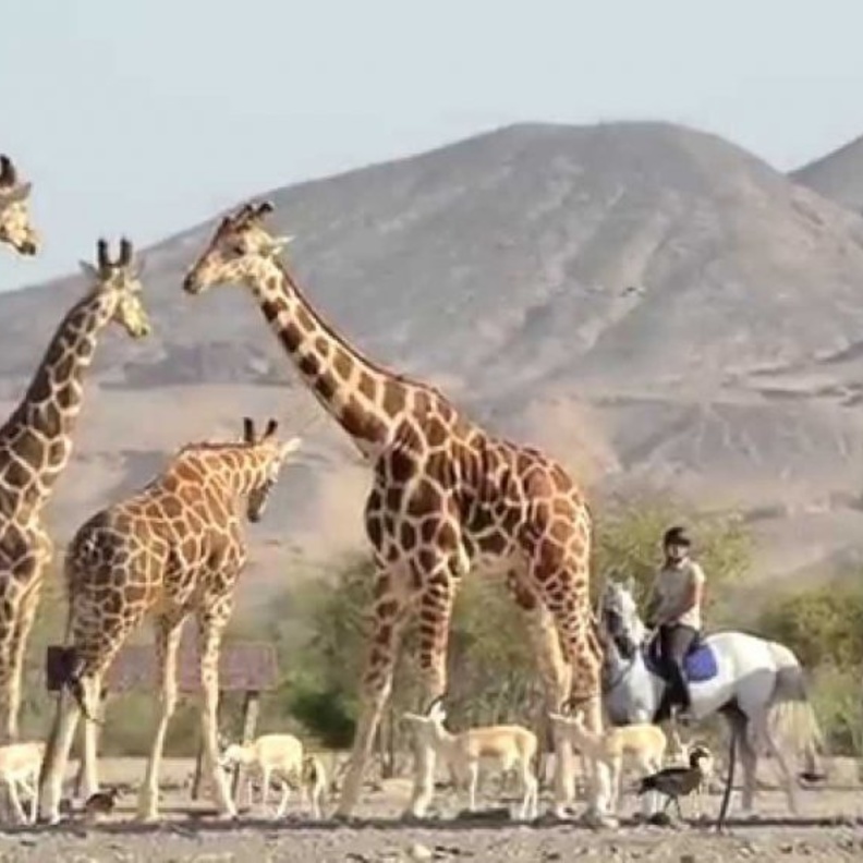 جزيرة صير بني ياس.. الوجهة الطبيعية الأمثل لمحبي الاستجمام في أبوظبي