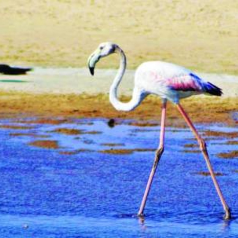 الصورة من (واس)