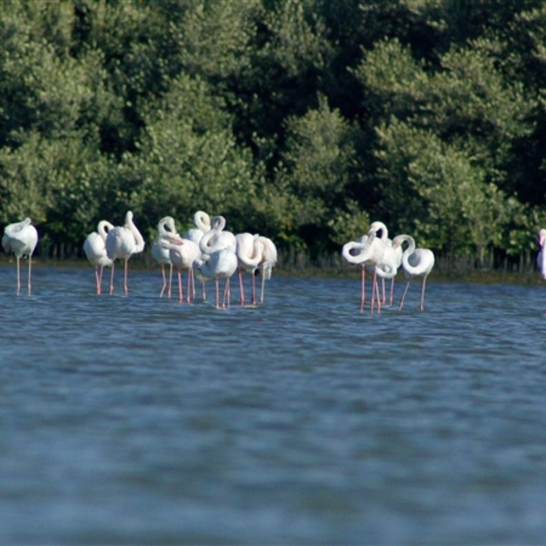 يستوطن محمية الزوراء الطبيعية العديد من الأنواع النادرة من الطيور