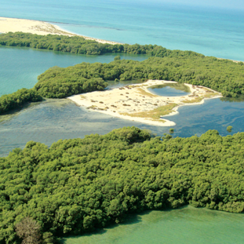 أنواع نادرة من الطيور تتواجد في جزيرة بوطينة