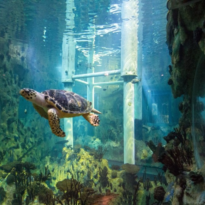 منتزه خليفة ابوظبي متنفس خلاب لسكان الإمارة