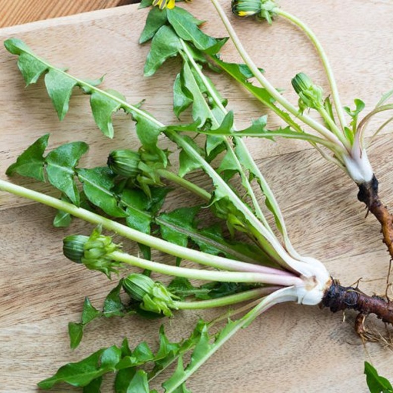  فوائد الهندباء لمرضى الكلى وطريقة استخدامها