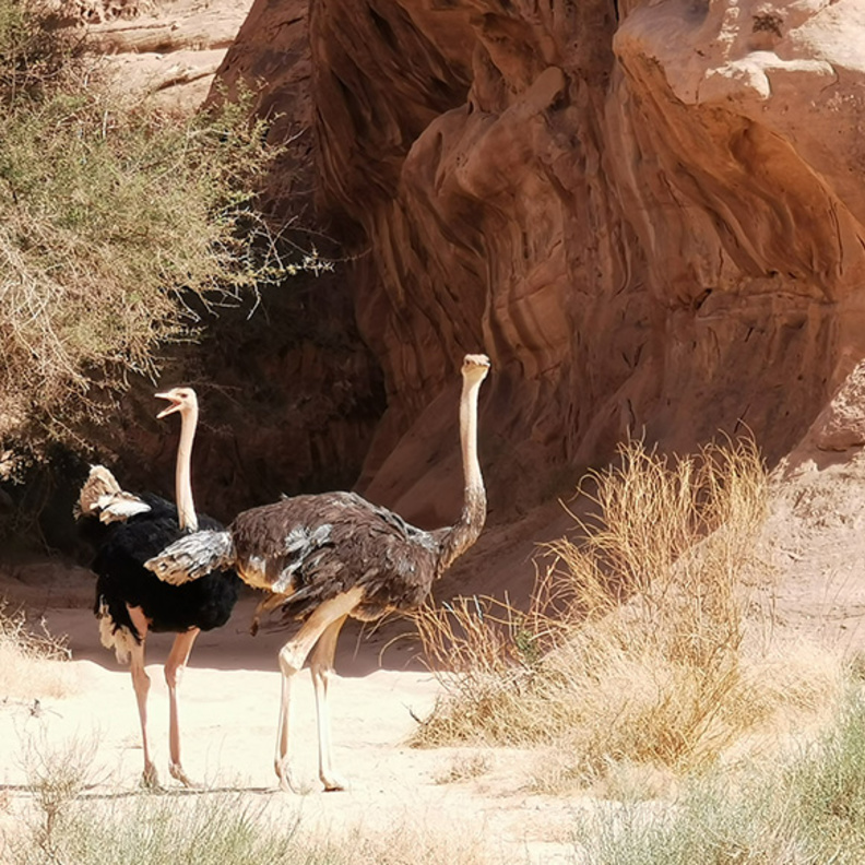 محمية شرعان الطبيعية بالعلا وجهة ساحرة - المصدر استكشف العلا