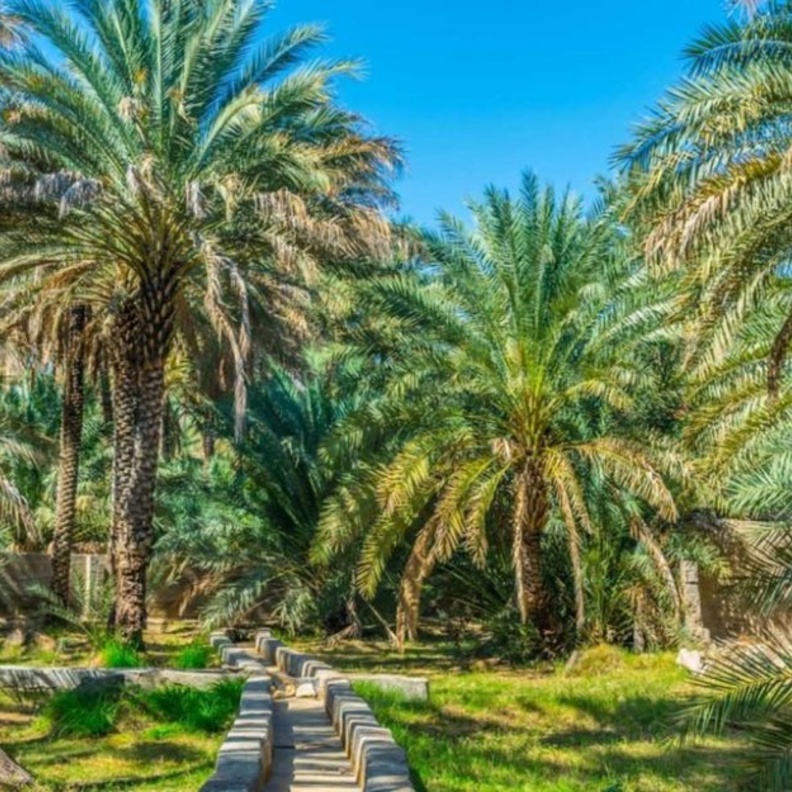 زيارة واحة العين تعد أحد أفضل التجارب السياحية بالإمارات