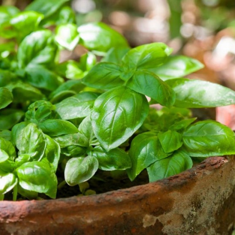 فوائد الريحان الصحية