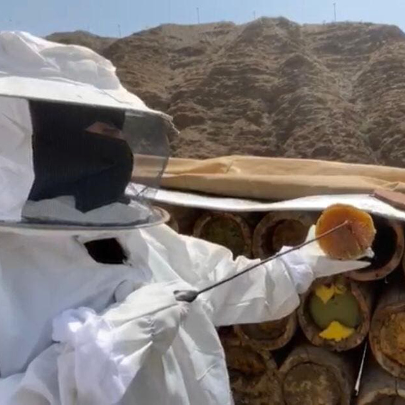 تعرفوا على النحَالة السعودية هناء الألمعي وانتاجها لأكثر من 10 أطنان عسل سنويا