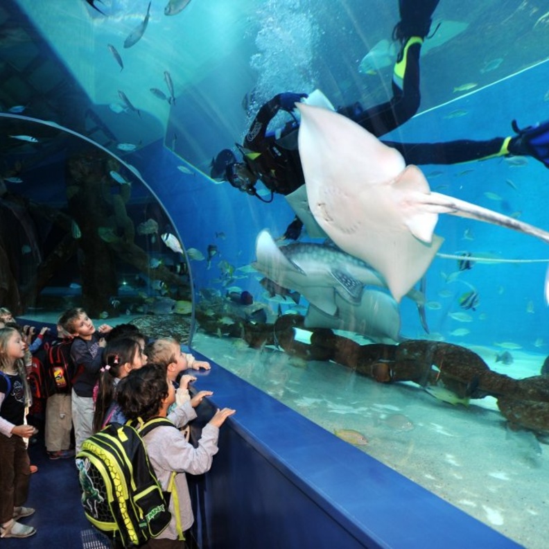 أسماك نادرة في مربى الشارقة للأحياء المائية