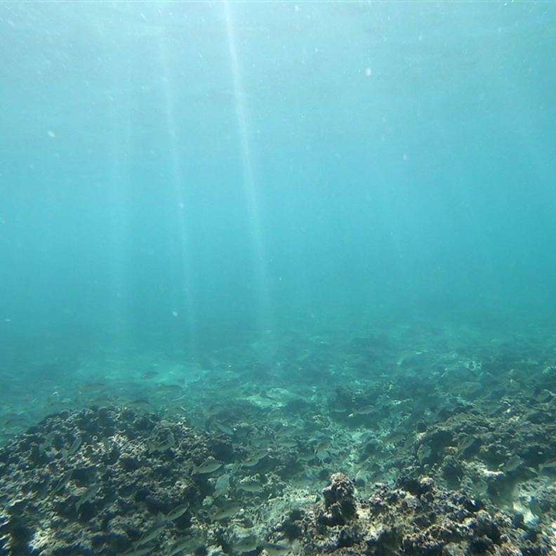 شعاب مرجانية خلابة في جزيرة صير بونعير- المصدر هيئة البيئة والمحميات الطبيعية