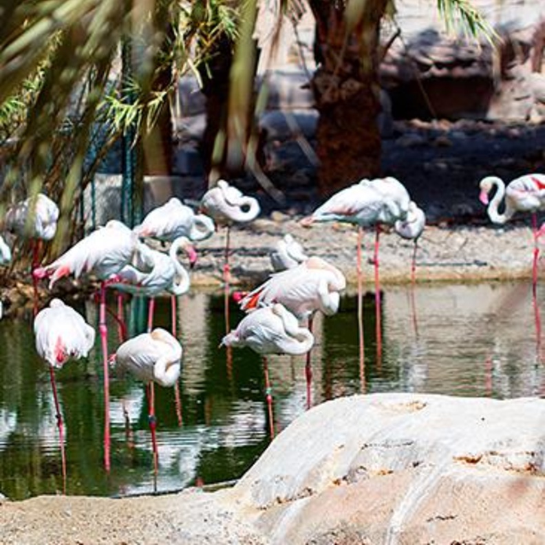 نباتات نادرة في الحديقة النباتية - المصدر هيئة البيئة والمحميات الطبيعية