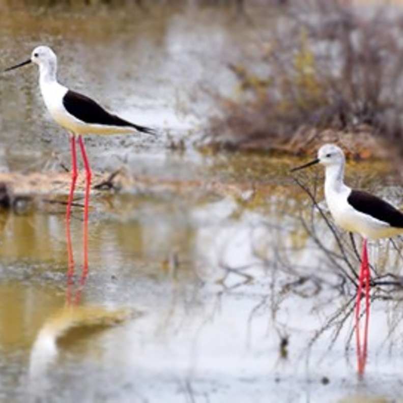 الطبيعة الساحرة في محمية واسط الطبيعية - المصدر هيئة البيئة والمحميات الطبيعية في الشارقة