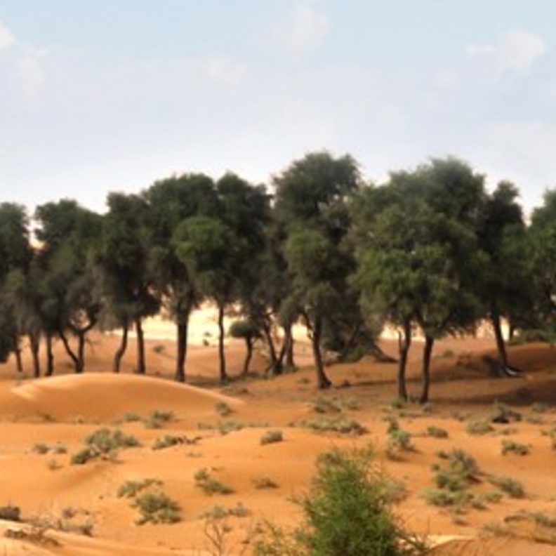 أنواع نادرة من الحيوانات تتواجد في محمية الظليمة الطبيعية - المصدر هيئة البيئة والمحميات الطبيعية