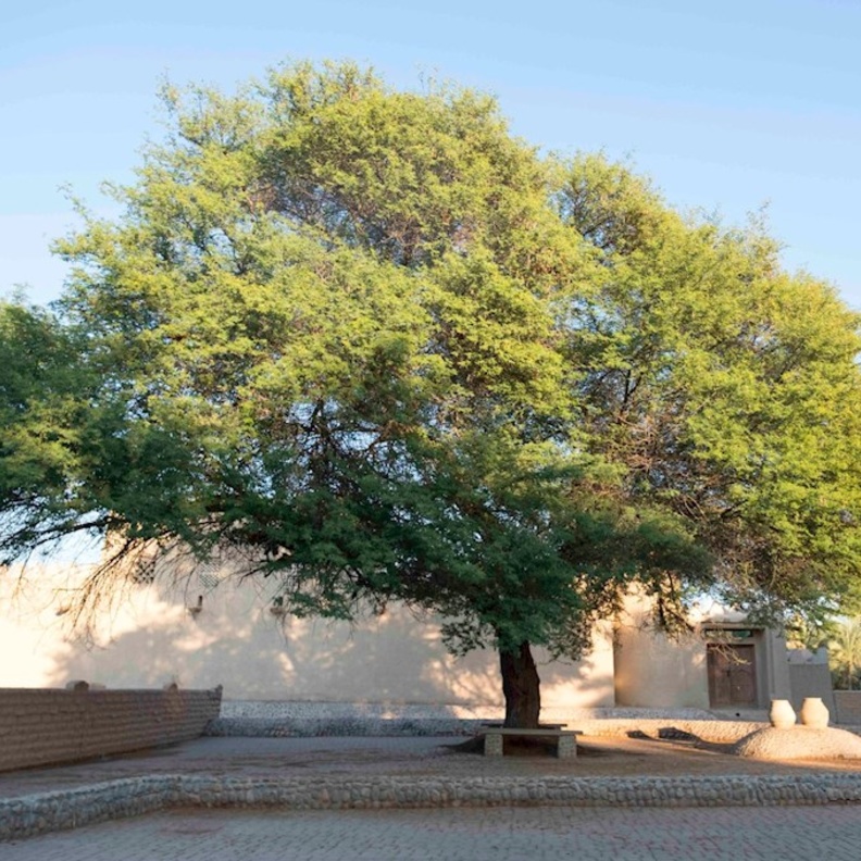 المساحات الخضراء تغطي واحة الجيمي- المصدر ثقافة أبوظبي 