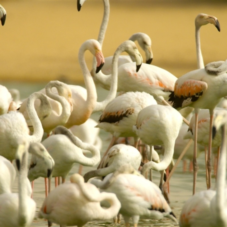 المها يجوب محمية المرموم في لقطة ساحرة -  وزارة البيئة الإماراتية