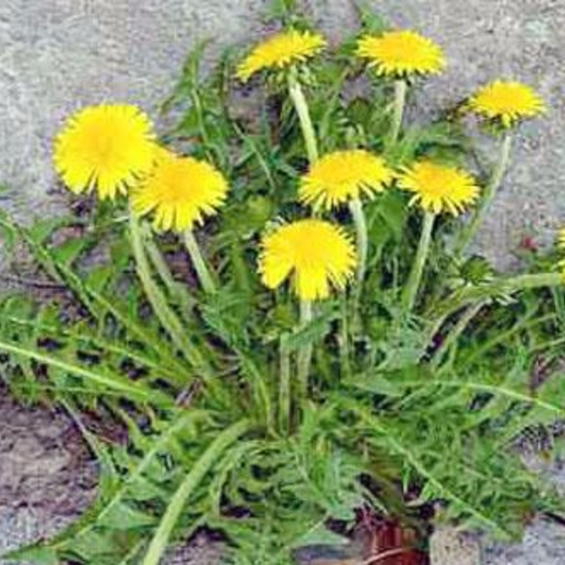 فوائد الهندباء البرية لمحاربة التوتر والقلق وتحسين المناعة