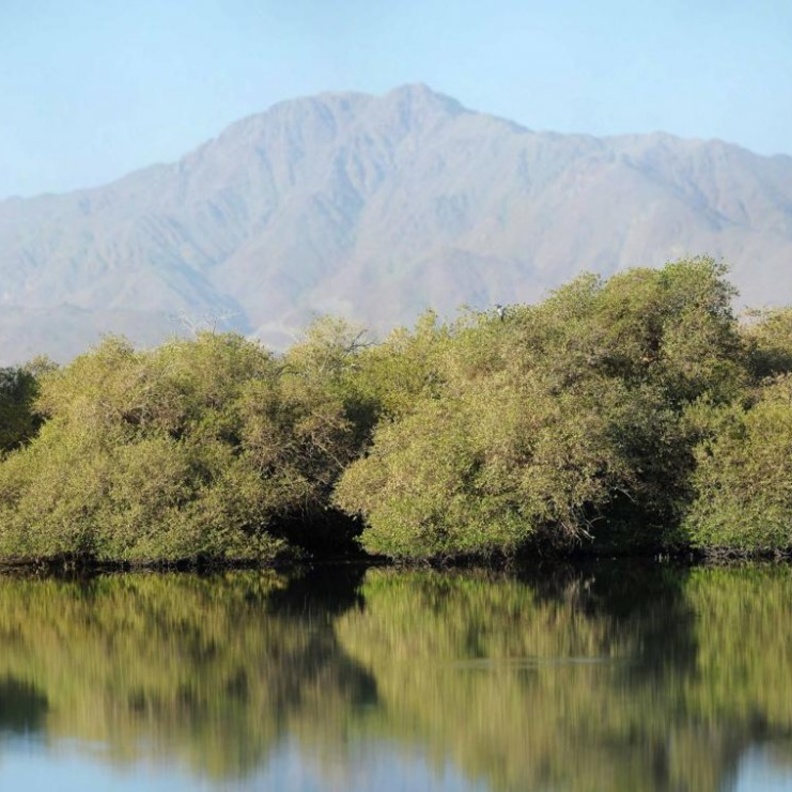 محمية أشجار القرم تتميز بطبيعتها الغناء - المصدر هيئة البيئة والمحميات الطبيعية 