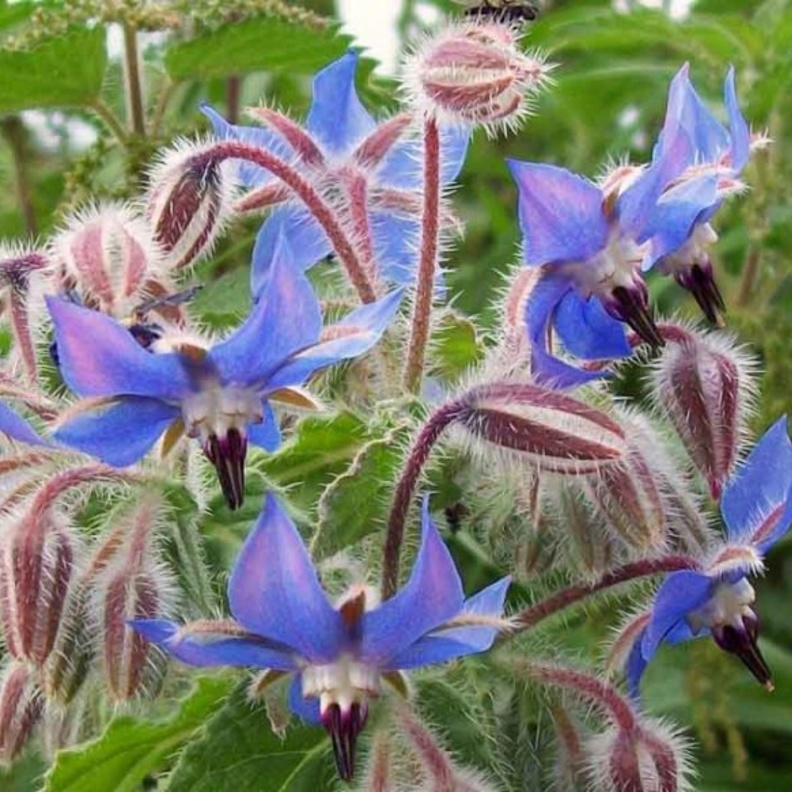  ماهو نبات لسان الثور ومافوائده الصحية