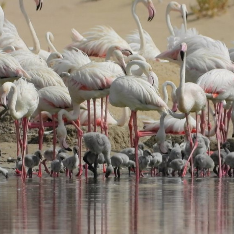 محمية الوثبة الطبيعية.. وجهة ساحرة لعشاق الطبيعة بالإمارات - المصدر وكالة أنباء الإمارات 