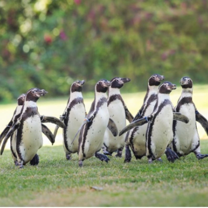 موكب البطاريق.. تجربة ترفيهية مجانية - المصدر وكالة أنباء الإمارات 