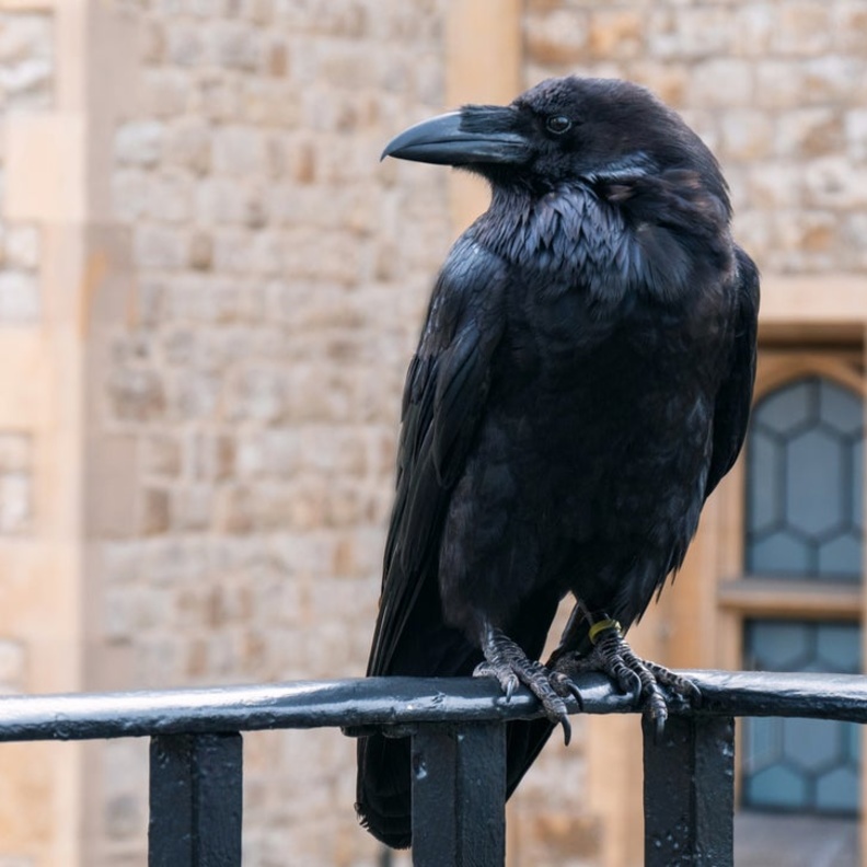 اختفاء ملكة الغربان في برج لندن يثير القلق ‏في إنجلترا