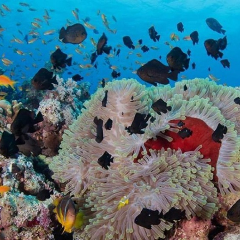 العديد من الأنشطة الممتعة بإنتظار الزوار في جزيرة البريدي - المصدر وكالة أنباء السعودية