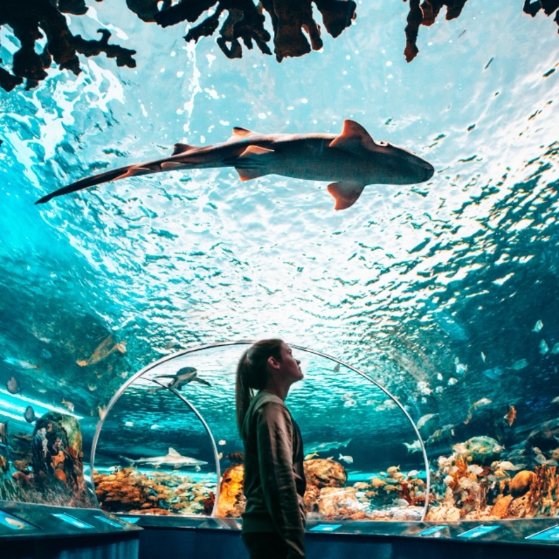 السياحة في تورنتو أكواريوم ريبلي بكندا Ripley's Aquarium of Canada