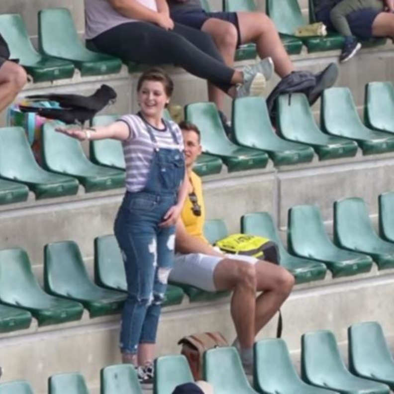  لعب ببغاء أسود يدعى إيولي Euli، دور أساسي في تقديم عرض زواج في حديقة حيوان أستراليا