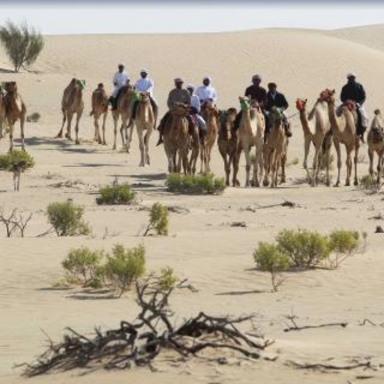 محمية المرزوم.. الوجهة الطبيعية الأمثل لعشاق الصيد بالصقور- المصدر لجنة إدارة المهرجانات والبرامج الثقافية