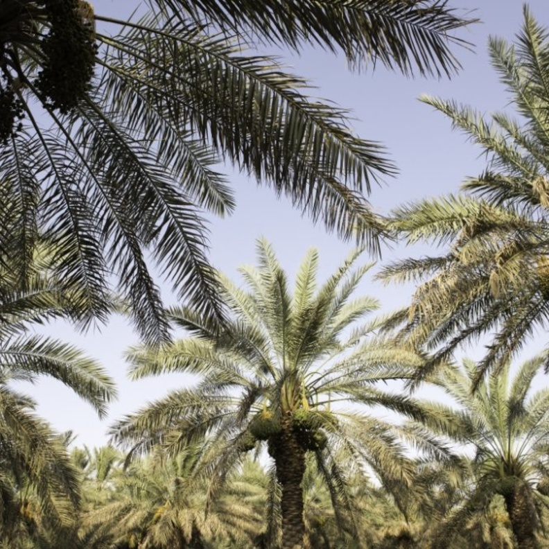 قيلولة تحت ظل النخيل في واحد الأحساء الوجهة الرائعة للاستجمام